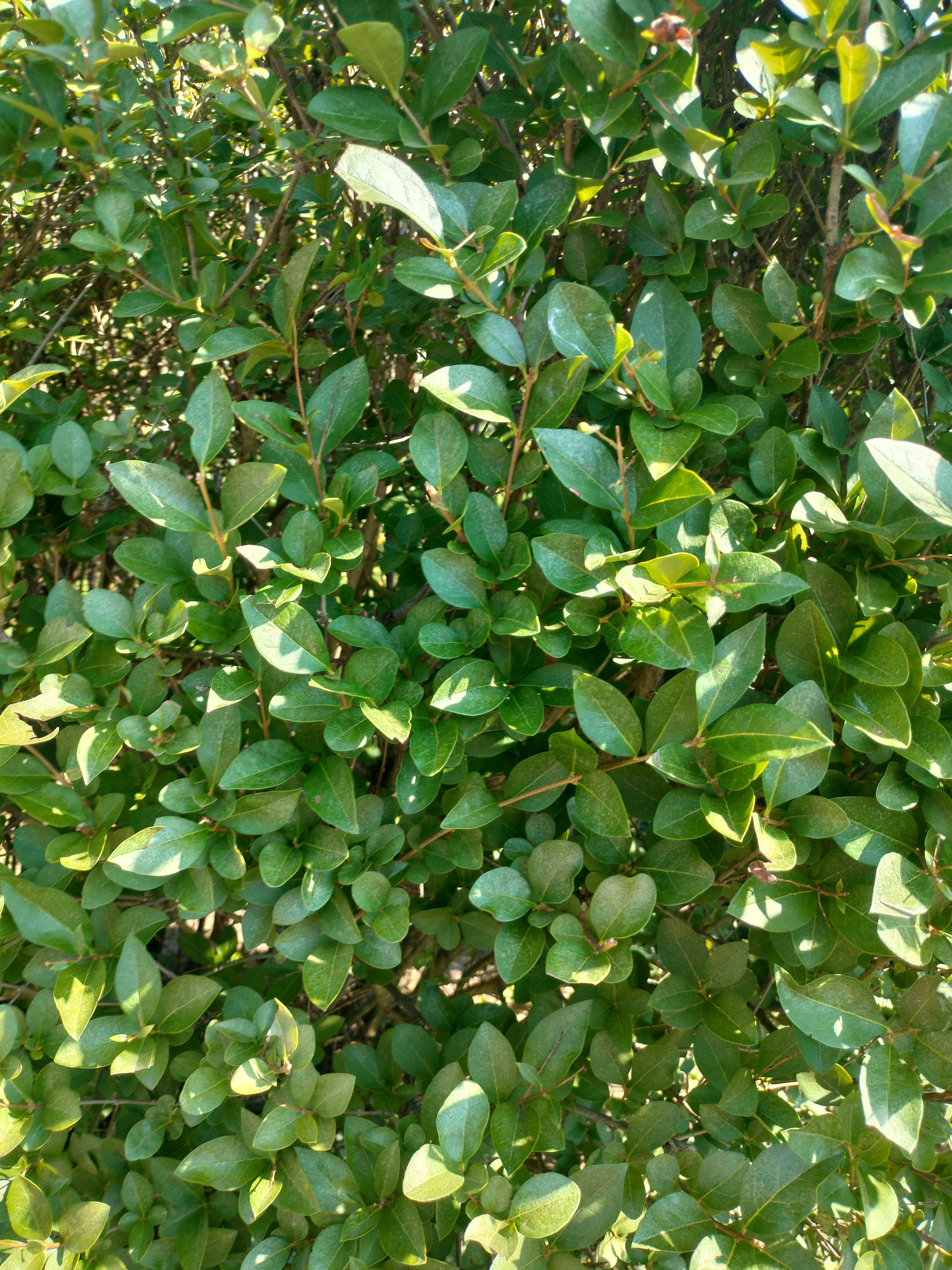 Mediterran Shrubbery